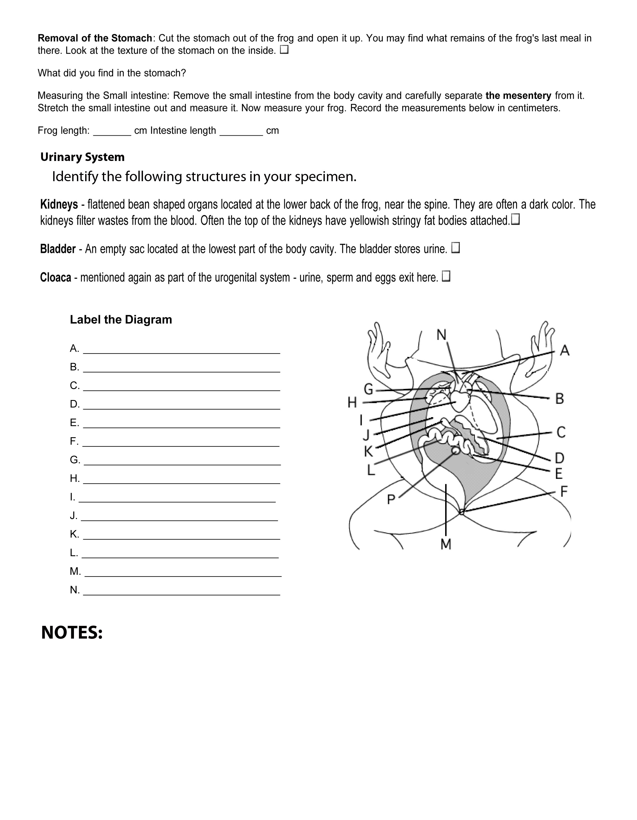 frog-dissection-lab-worksheet-answers-free-download-goodimg-co