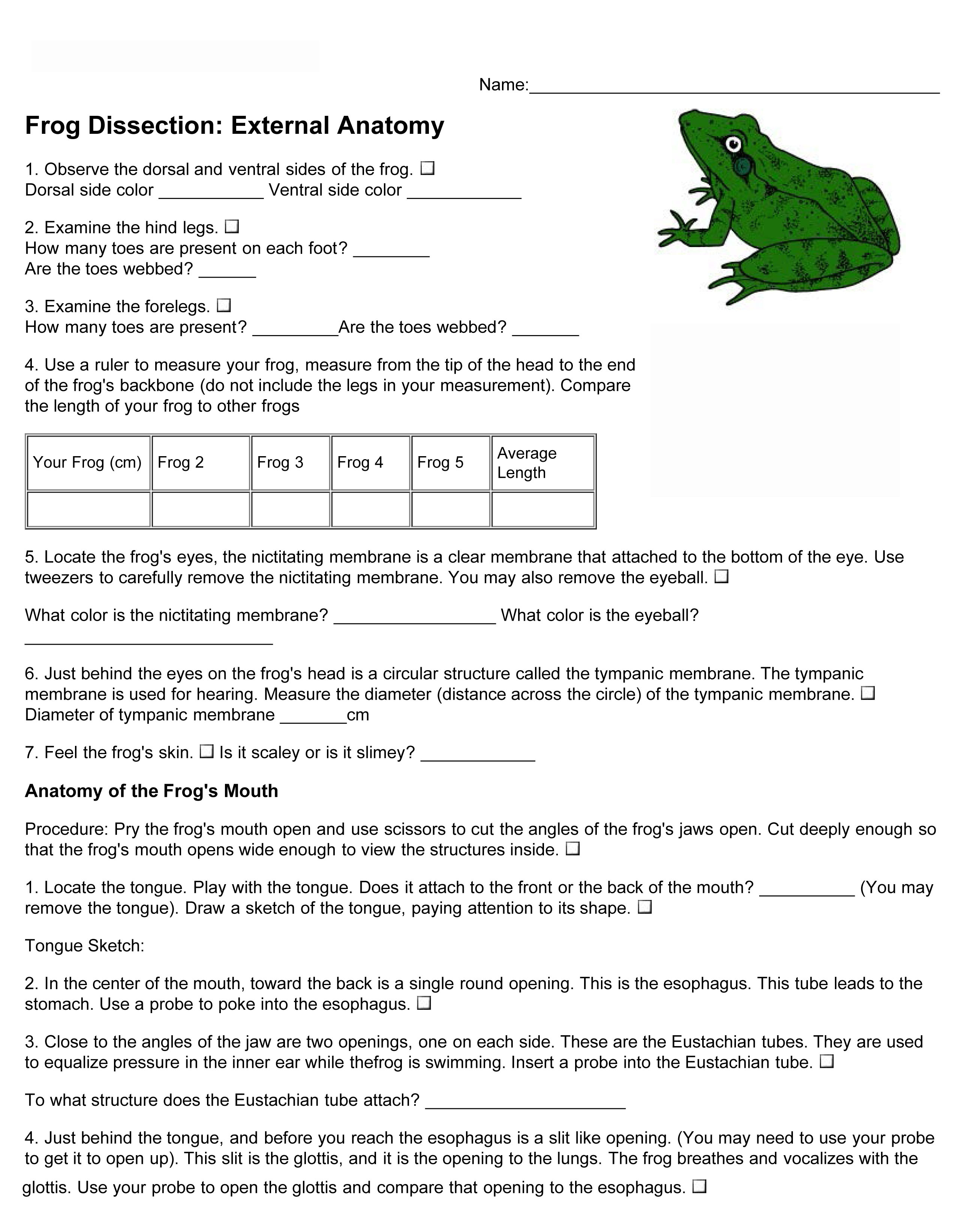 Frog Dissection External Anatomy - Anatomy Drawing Diagram Throughout Frog Dissection Worksheet Answer Key